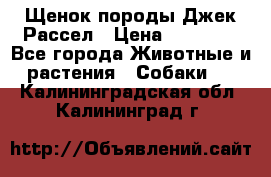 Щенок породы Джек Рассел › Цена ­ 50 000 - Все города Животные и растения » Собаки   . Калининградская обл.,Калининград г.